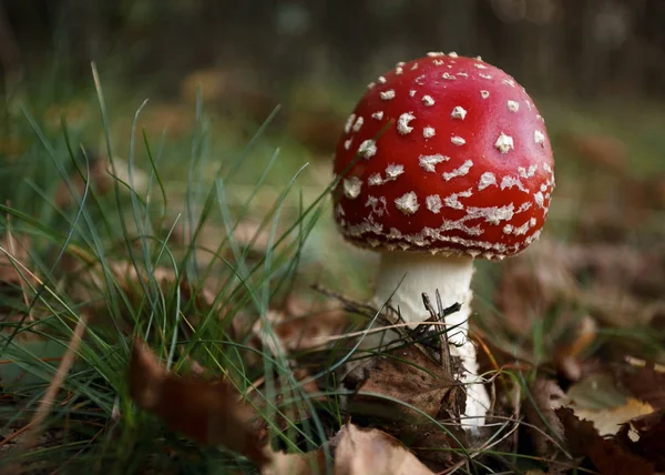 the mushroom growing in the wood