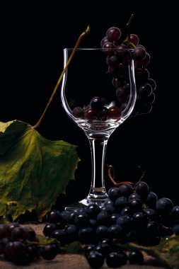 Botanik bir meyve üzüm vardır bir berry, çiçekli bitki cins Vitis yaprak döken odunsu üzüm.