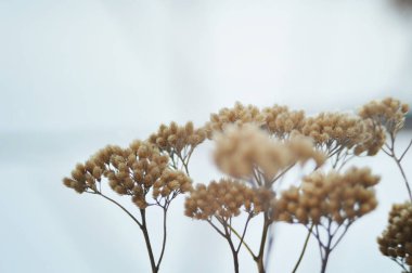 vahşi bitki kışın