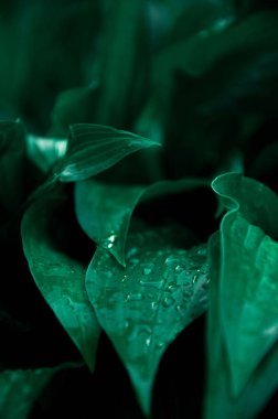 büyük yeşil ıslak yapraklar