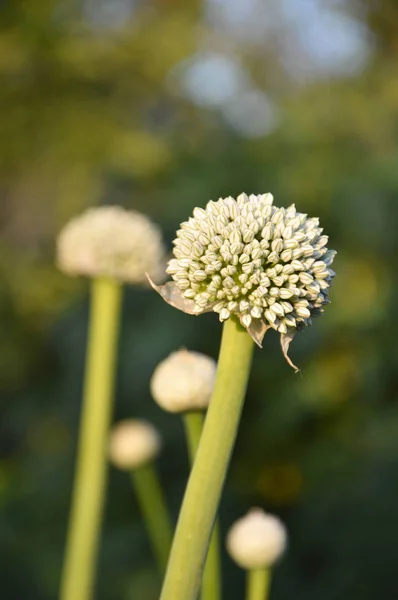 Cibule venku v zahradě — Stock fotografie