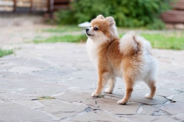 Spiez doğurmak bir küçük tüylü köpek yol ve göz üzerinde duruyor