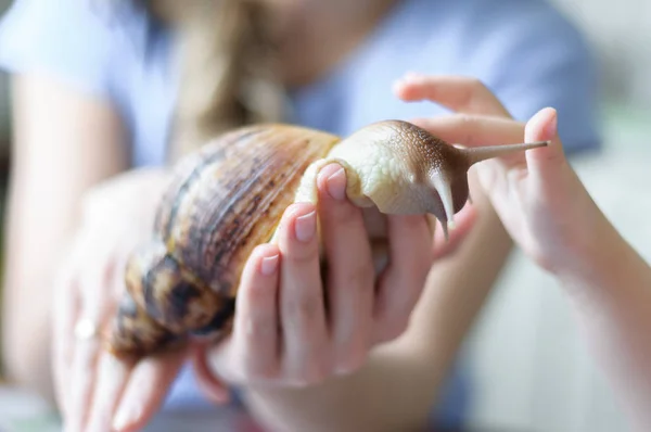 Close-up of a snail Achatina fulica on a woman's palm, a child — Stock Photo, Image