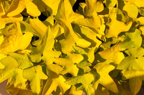 Arka plan. Yeşil ve sarı yaprakları — Stok fotoğraf