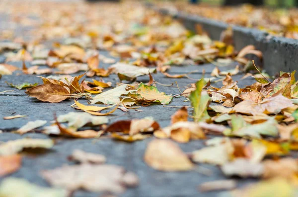 Осінь. Сухе жовте листя в дорозі — стокове фото
