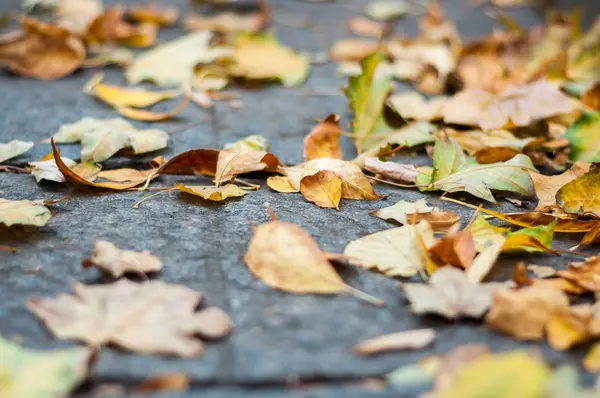 Herfst. Droge gele bladeren op de weg — Stockfoto