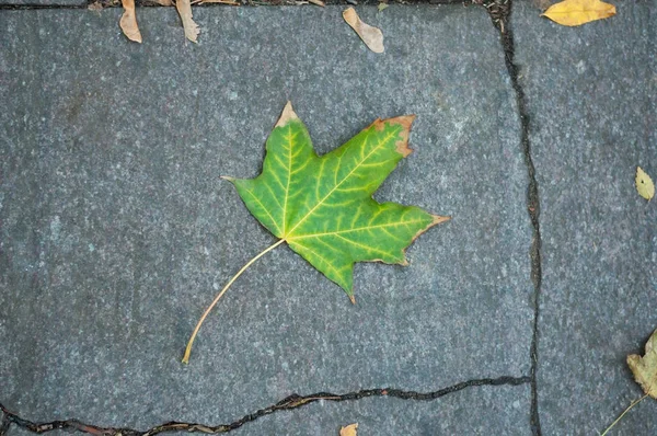 Een groene esdoornblad op een grijze weg. Achtergrond. Herfst — Stockfoto