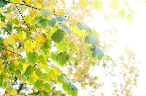 Herfst. Gele en groene bladeren op een boom tegen een hemel in de s — Stockfoto