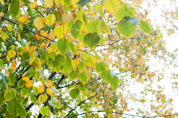 Herfst. Groene en gele bladeren aan een boom met geen hemelachtergrond — Stockfoto