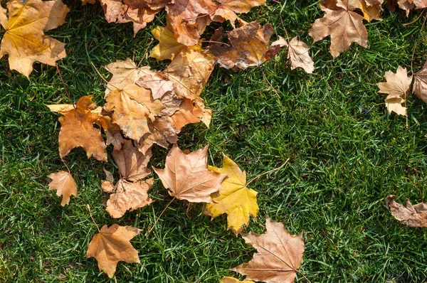 Gele en bruine bladeren op een groene gras droog in de herfst in de pa — Stockfoto