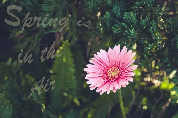 Gerbera rose dans un jardin. Belle gerbera rose avec fond vert flou et lumière du soleil . — Photo