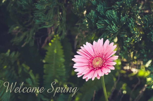 Gerbera rosa em um jardim. Bela gerbera rosa com borrão verde — Fotografia de Stock