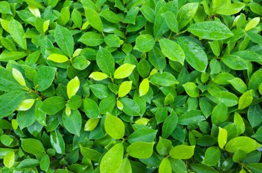 Horizonta bahar kartı. Sulu yeşil su damlaları ile bırakır. Bahar arka plan.