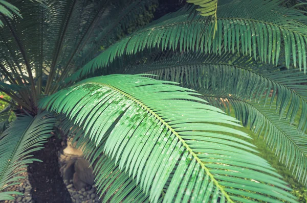 Palm leaf close-up against a palm tree background.