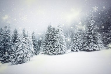 Karlı kış manzarasının Noel arkaplanı kar veya köknar ağaçlarıyla kaplı - kış büyülü bayramı