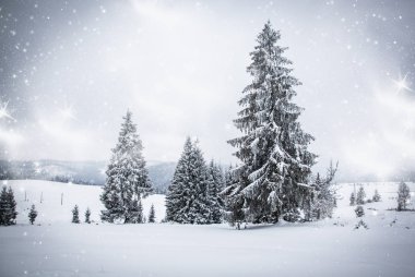 Karlı kış manzarasının Noel arkaplanı kar veya köknar ağaçlarıyla kaplı - kış büyülü bayramı