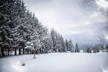 Karlı kış manzarasının Noel arkaplanı kar veya köknar ağaçlarıyla kaplı - kış büyülü bayramı