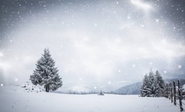 Karlı kış manzarasının Noel arkaplanı kar veya köknar ağaçlarıyla kaplı - kış büyülü bayramı