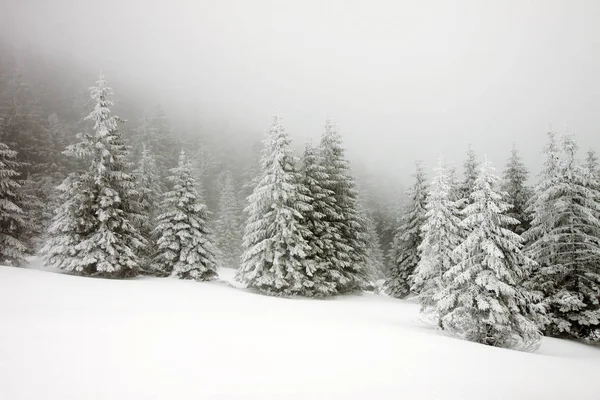 Weihnachten Hintergrund der verschneiten Winterlandschaft mit Schnee oder Raureif bedeckte Tannen - Winterzauber Urlaub — Stockfoto