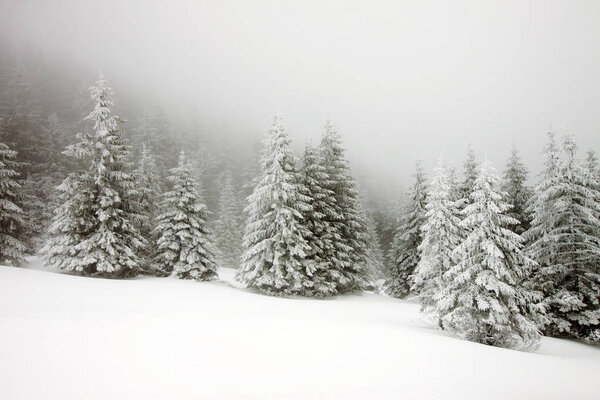christmas background of snowy winter landscape with snow or hoarfrost covered fir trees - winter magic holiday