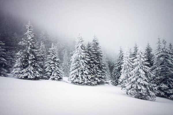 christmas background of snowy winter landscape with snow or hoarfrost covered fir trees - winter magic holiday