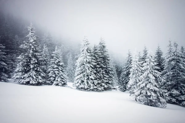 Kerst achtergrond van besneeuwde winter landschap met sneeuw of vorst bedekt dennenbomen - winter magische vakantie — Stockfoto