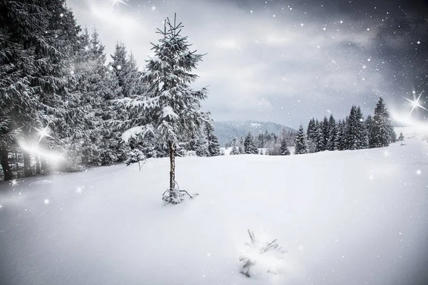 Kerst achtergrond van besneeuwde winter landschap met sneeuw of vorst bedekt dennenbomen - winter magische vakantie — Stockfoto