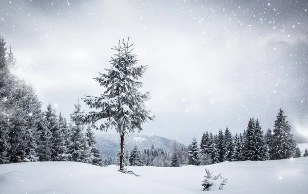 Fondo navideño de paisaje nevado de invierno con abetos cubiertos de nieve o heladas - vacaciones mágicas de invierno — Foto de Stock