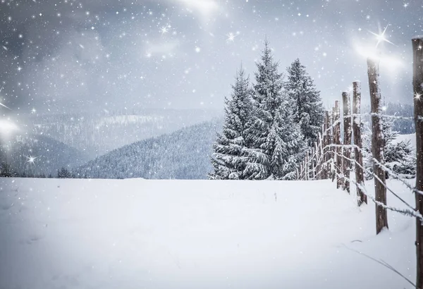 Fundo de Natal de paisagem de inverno nevado com neve ou geada coberto abetos - férias mágicas de inverno — Fotografia de Stock