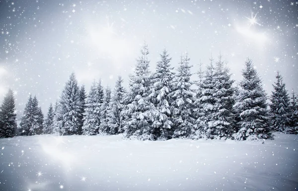 Vánoční pozadí zasněžené zimní krajiny se sněhem nebo chocholem pokryté jedle - zimní kouzelná dovolená — Stock fotografie