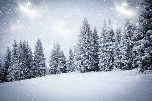 Fundo de Natal de paisagem de inverno nevado com neve ou geada coberto abetos - férias mágicas de inverno — Fotografia de Stock