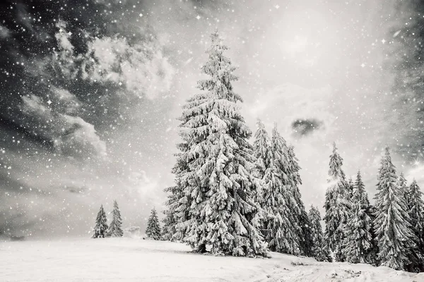 Jul bakgrund snöig vinter landskap med snö eller hes täckta granar - vinter magi semester — Stockfoto