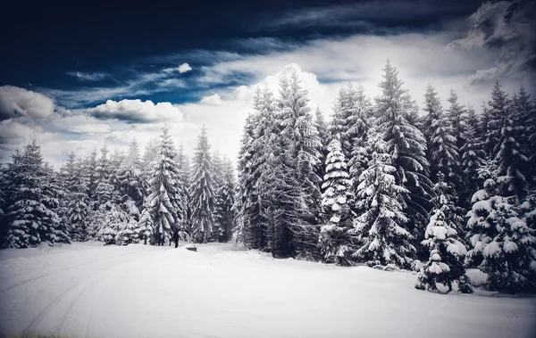 Рождественский фон снежного зимнего пейзажа со снежными или хриплыми елками - зимний волшебный праздник — стоковое фото