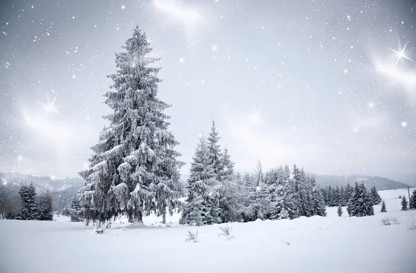 Fond de Noël de paysage hivernal enneigé avec neige ou givre couvert de sapins vacances magiques d'hiver — Photo