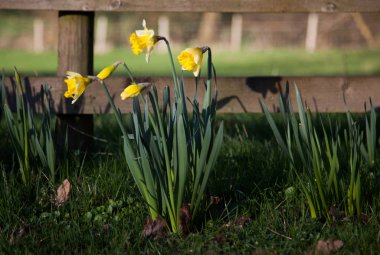 İngiliz kırsalında bahar nergis