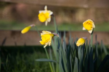 İngiliz kırsalında bahar nergis