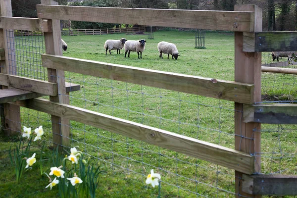 Ovce na pastvě na krásné zelené jarní louka — Stock fotografie