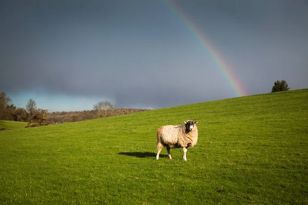 后弹簧 ra 与彩虹在天空上绿色 meadw 放牧绵羊 — 图库照片