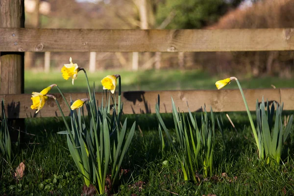 Narcisos en primavera en la campiña británica — Foto de Stock