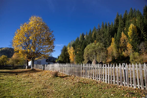 Paisaje rural otoñal con árbol — Foto de Stock