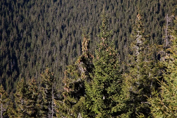 Trekking nas montanhas Calimani, Roménia — Fotografia de Stock