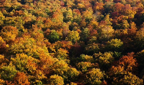 Colorido bosque de otoño — Foto de Stock