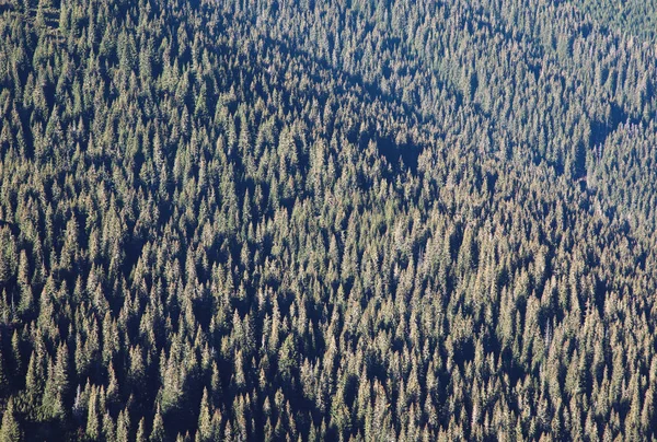 Pinède dans les montagnes — Photo