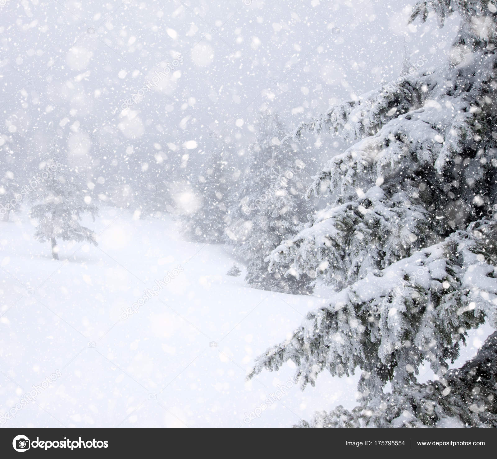 Schneefall Weihnachten 2022 Schneebedeckte Tannen in starkem Schneefall Weihnachten Hintergrund