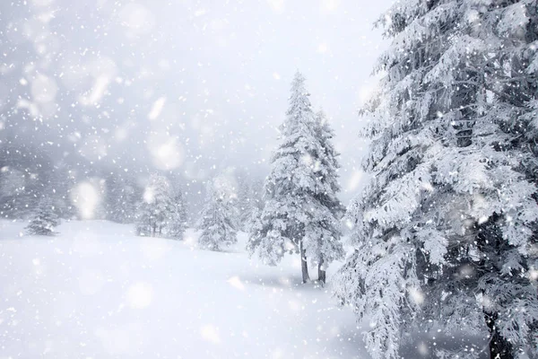 Abetos cubiertos de nieve en fuertes nevadas - Fondo de Navidad —  Fotos de Stock
