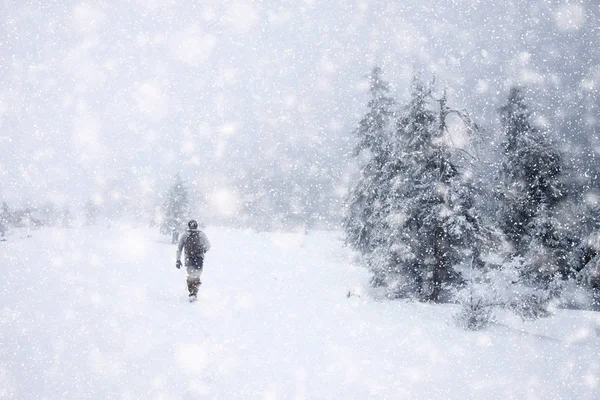 Schneebedeckte Tannen bei starkem Schneefall - weihnachtlicher Hintergrund — Stockfoto