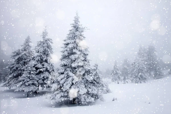 Sapins couverts de neige dans de fortes chutes de neige - fond de Noël — Photo