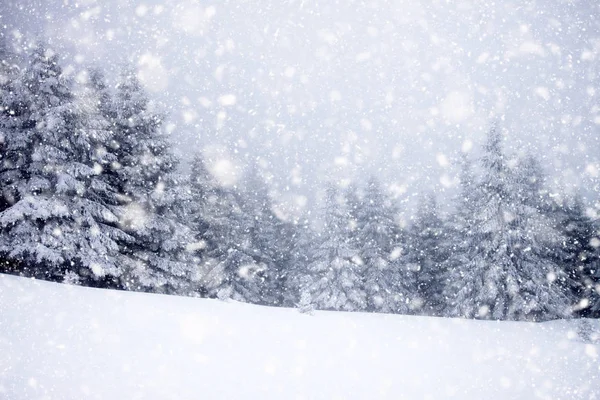 Abetos cubiertos de nieve en fuertes nevadas - Fondo de Navidad —  Fotos de Stock