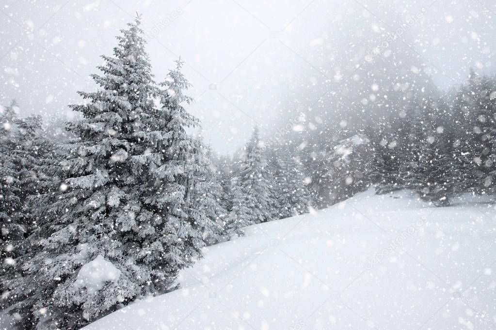 snow covered fir trees in heavy snowfall - Christmas background