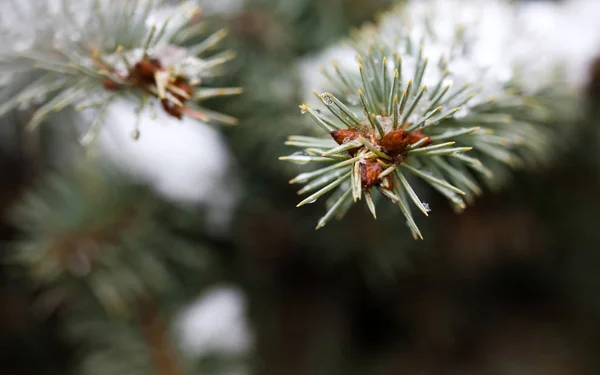 FIR grenar närbild — Stockfoto